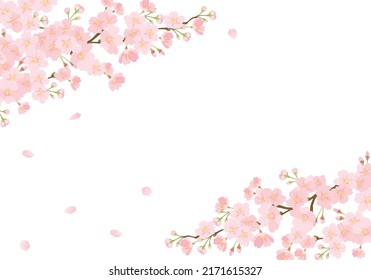 Image background of cherry blossoms