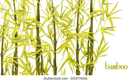 Image of bamboo