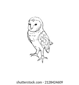 Image of barn owl in black and white