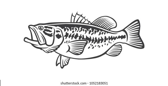 image bass fish