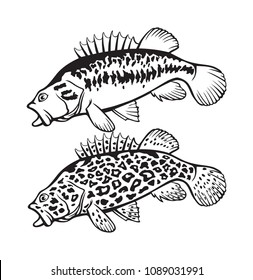 image bass fish
