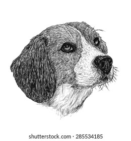 Image of beagle hand drawn vector