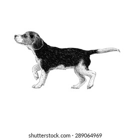 Image of beagle hand drawn vector