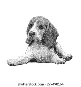 Image of beagle hand drawn vector