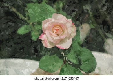 image of beautiful rose flower planted in a flower pot