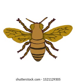 Image of bee icon on a white background