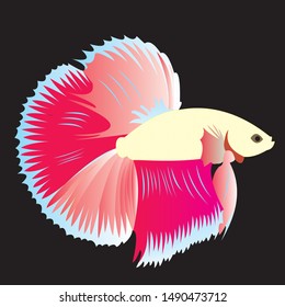 Image of betta fish with black background