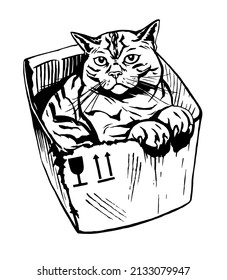 An image of a big fat cat sitting in a box. Black and white traced drawing for stickers, illustrations and design.