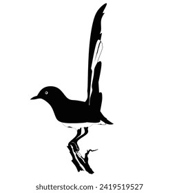 image of the bird Copsychus malabaricus silhouette
