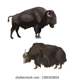 Image of bison and yak. Vector illustration isolated on white background