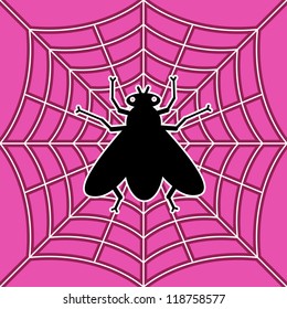image of black fly in spider's web