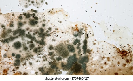 The image of black mold on the wall or on the ceiling, in vector.