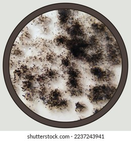 The image of black mold on the wall or on the ceiling, in vector.
