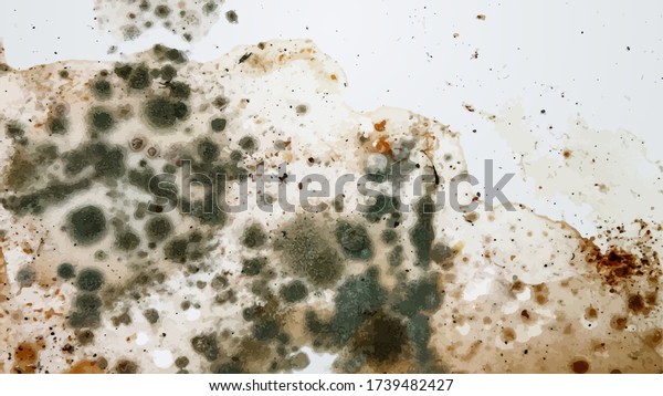 The image of black mold on the wall or on the\
ceiling, in vector.