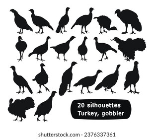 Image of black silhouettes of domesticated birds. Turkey, gobbler, position standing, walking