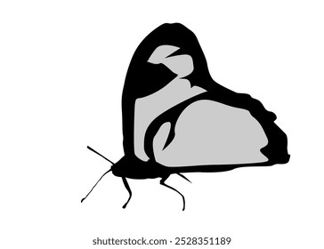 Image of black and white butterfly, isolated white