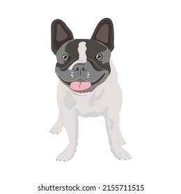 Image of a black and white french bulldog on an isolated background