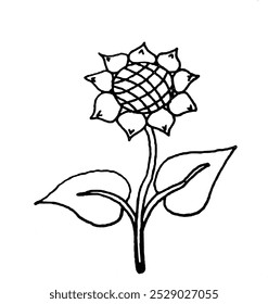 image of a blooming sunflower in black outline on a white background, vector
