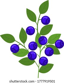 image of blue berries on a green branch with leaves/stock isolated illustration on white background for printing on postcards, websites, shop advertising in cartoon style