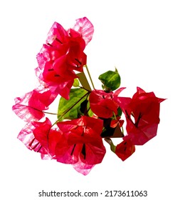 Image of the bougainvillea plant.A bright red and pink flower. Background picture.