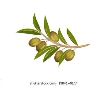 Image of a branch of a green olive branch. Vector illustration.