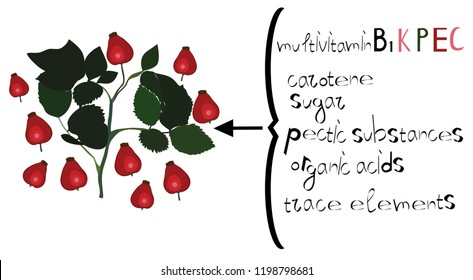 Image of an briar with a chemical composition. For chemistry, biology, pharmaceuticals