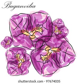 An image of a buganvilia watercolor flower art.