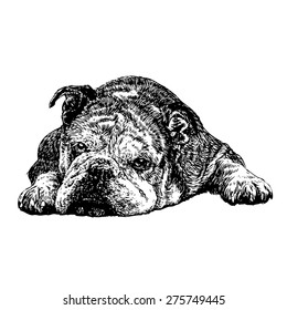 Image of bulldog hand drawn vector