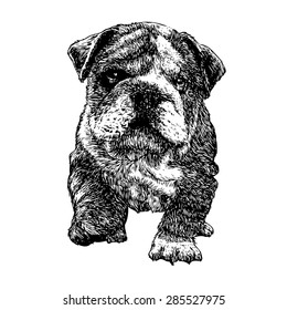 Image of bulldog hand drawn vector