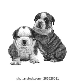 Image of bulldog hand drawn vector