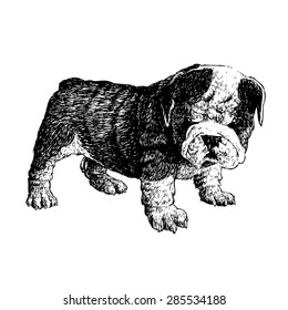 Image of bulldog hand drawn vector