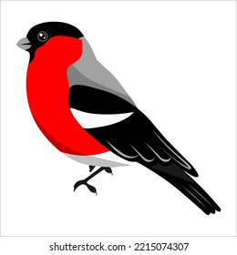 Imagen de bullfinch sobre fondo aislado - imagen vectorial