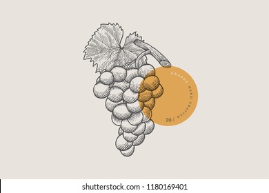 Image of bunch of grapes in an engraving style on light background. Vector illustration.