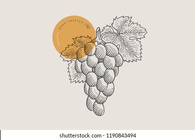 Image of bunch of grapes in an engraving style on light background. Vector illustration.