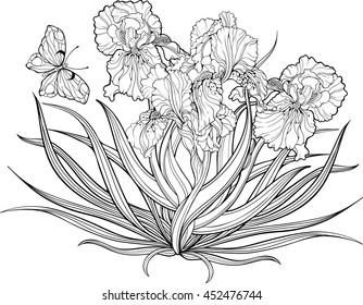 Image of a bunch of iris flowers and a butterfly. Coloring page.