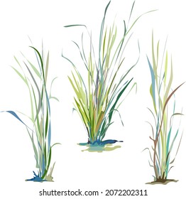 Image of bushes, long grass .Vector