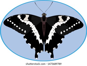 The image of a butterfly for printing on textiles and other purposes.