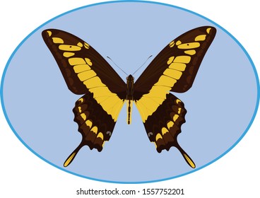The image of a butterfly for printing on textiles and other purposes.