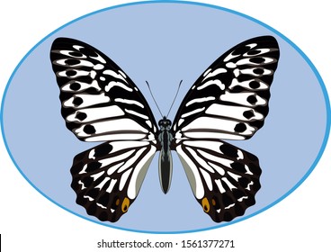 The image of a butterfly for printing on textiles and other purposes.