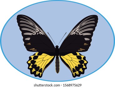 The image of a butterfly for printing on textiles and other purposes.