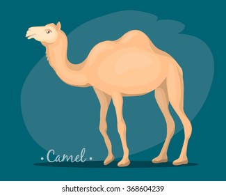 the image of a camel 