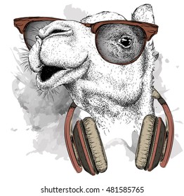 The image of the camel in the glasses, headphones and in hip-hop hat. Vector illustration.