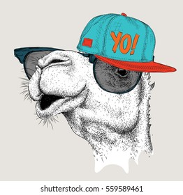 The image of the camel in the glasses and in hip-hop hat. Vector illustration.