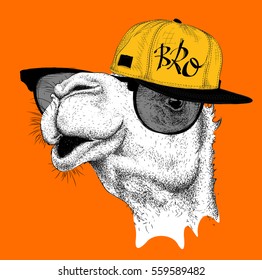 The image of the camel in the glasses and in hip-hop hat. Vector illustration.