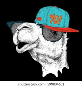 The image of the camel in the glasses and in hip-hop hat. Vector illustration.