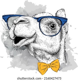 The image of the camel in the glasses in Ukrainian hat. Vector illustration.