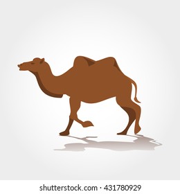  Image of a camel in Walking pose isolated on white background Vector illustration