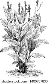 An image of Canna Indica plants. It is known as Indian Reed. The plant develops in the vicinity of three and six feet tall. This plant is local toward the West Indies, vintage line drawing