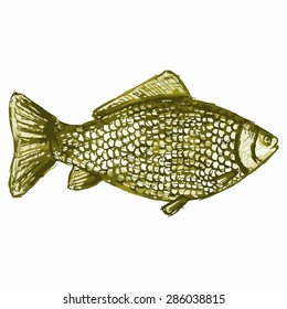Image of carp fish. Underwater food, seafood