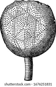 it is image of caryocrinus radiate, it is of round shape from upside and have a tale, vintage line drawing or engraving 